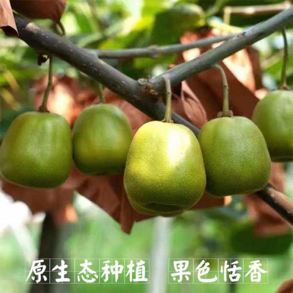 Guangyuan Cangxi Red Heart Kiwifruit - 2.5kg Gift Box (24 Large or 30 Medium Fruits, 70-90g each), Mid-Autumn Festival Package