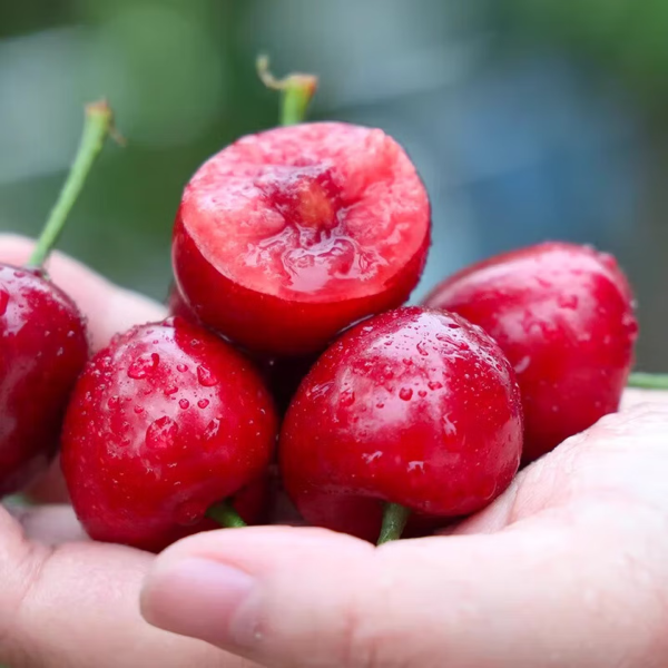 Tianliangji Domestic Small Cherries - Fresh Local Fruit Gift Box